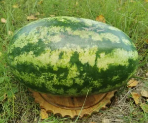 Насіння раньостиглого кавуна МОНРО