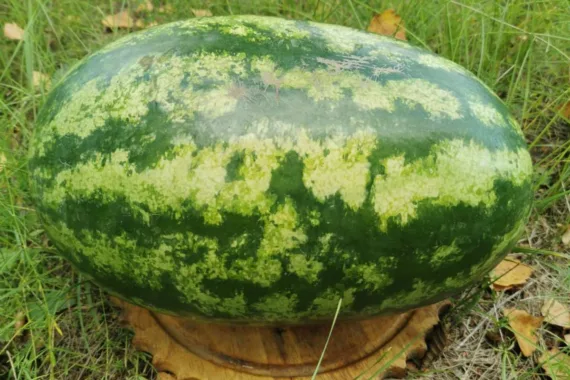 Насіння раньостиглого кавуна МОНРО