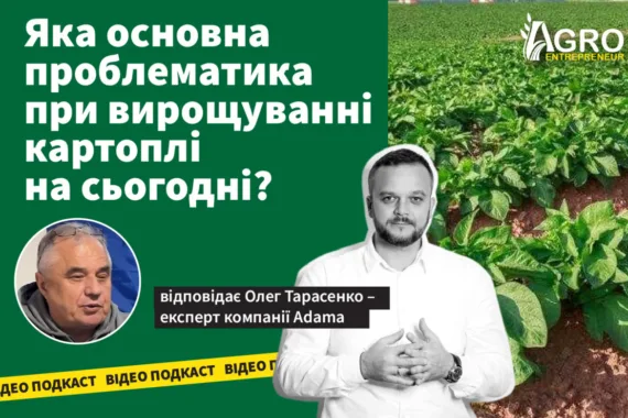 Відео-подкаст: Яка основна проблематика при вирощуванні картоплі на сьогодні?